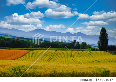 ケンとメリーの木と麦畑、十勝山脈を望む美瑛の丘 135994047