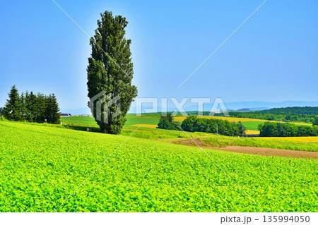 ケンとメリーの木 (北海道美瑛町) ケンとメリーの木 (北海道美瑛町) 135994050