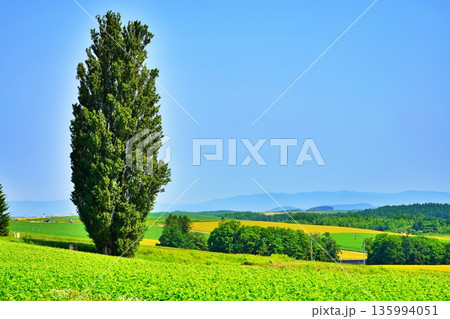 ケンとメリーの木 (北海道美瑛町) ケンとメリーの木 (北海道美瑛町) 135994051