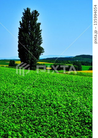 ケンとメリーの木　（北海道美瑛町） 135994054