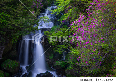 奥日光の景勝地 竜頭の滝に咲くトウゴクミツバツツジ 奥日光の景勝地 竜頭の滝に咲くトウゴクミツバツツジ 135994362