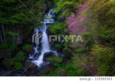 奥日光の景勝地 竜頭の滝に咲くトウゴクミツバツツジ 135994363