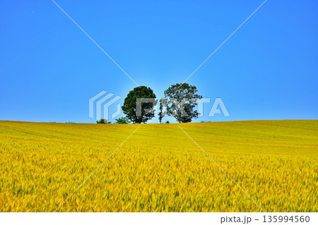 黄金色の麦畑の丘と親子の木 135994560