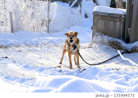 The village dog Barbos guards the barn and barks at passersby. Behind him is a fence covered in thick snow and a wooden kennel where he lives. Mixed breed animals are not afraid of frost 135994573