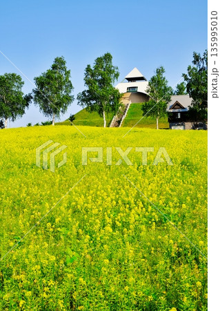 北西の丘 展望公園の菜の花　（北海道美瑛町） 135995010