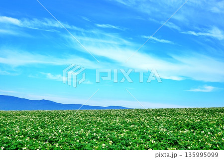 北海道 夏のジャガイモ畑 135995099