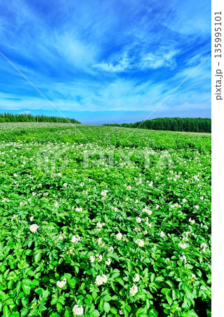 北海道 夏のジャガイモ畑 135995101
