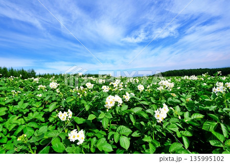北海道 夏のジャガイモ畑 135995102