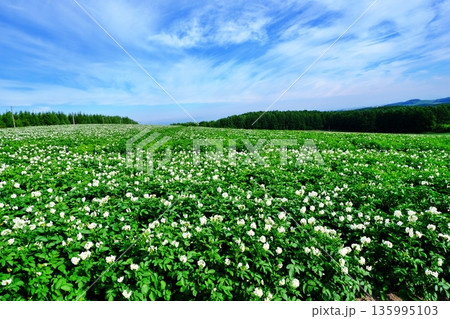 北海道 夏のジャガイモ畑 135995103