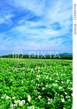 北海道 夏のジャガイモ畑 135995106