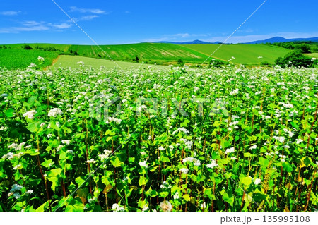 北海道 夏のジャガイモ畑 135995108