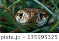 Serene encounter with a camouflaged snake among lush grass at dawn 135995325