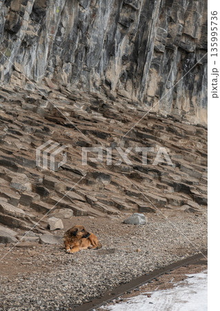 Ginger dog rests on gravel beside a basalt rock wall at the Symphony of Stones, warm fur contrasts with rough volcanic textures and winter ground Ginger dog rests on gravel beside a basalt rock wall at the Symphony of Stones, warm fur contrasts with rough volcanic textures and winter ground 135995736