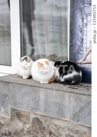 Three cats sit closely together on stone ledge, white and black fur creates soft contrast with rough textures and calm daylight Three cats sit closely together on stone ledge, white and black fur creates soft contrast with rough textures and calm daylight 135995753