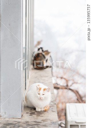 White street cat rests on a narrow window ledge, soft fur contrasts with pale walls and blurred winter branches in gentle daylight 135995757