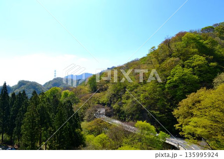 春の碓氷峠から見た緑の風景 135995924