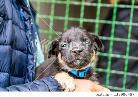 Puppy little dog in hands Puppy little dog in hands 135996487