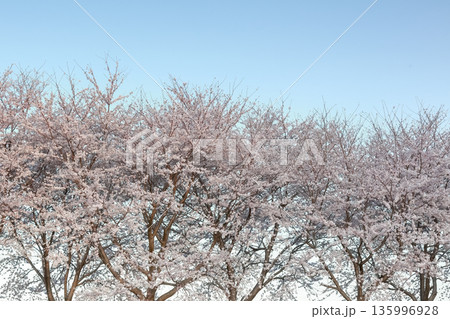 青空に映える満開の桜並木 135996928
