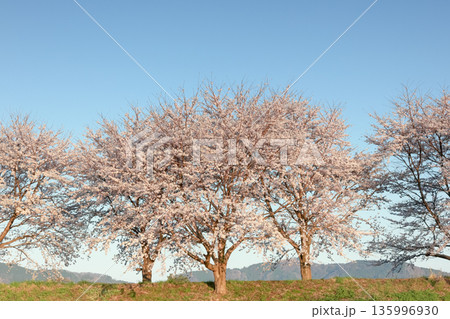 土手に咲く満開の桜並木と青空 135996930
