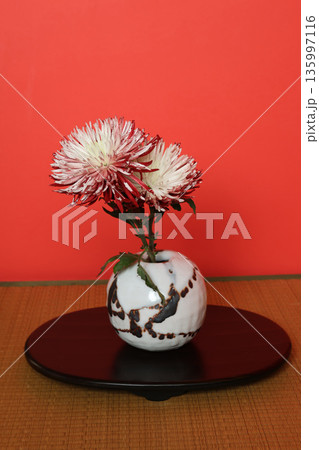 花瓶に活けた赤と白の菊 花瓶に活けた赤と白の菊 135997116