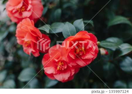 Beautiful pink Camellia flowers in a garden. \ Beautiful pink Camellia flowers in a garden. \ 135997124