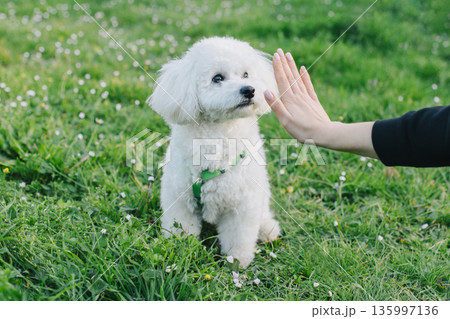 Cute Bichon Frise puppy playing with owner. Portrait of a puppy. Cute Bichon Frise puppy playing with owner. Portrait of a puppy. 135997136