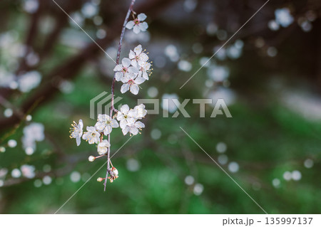 Beautiful branch with white blossom in a spring garden. Beautiful branch with white blossom in a spring garden. 135997137