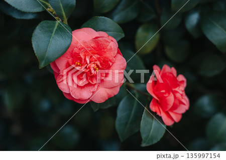 Beautiful pink Camellia flowers in a garden. Beautiful pink Camellia flowers in a garden. 135997154