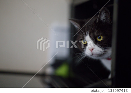 覗く猫 覗く猫 135997418