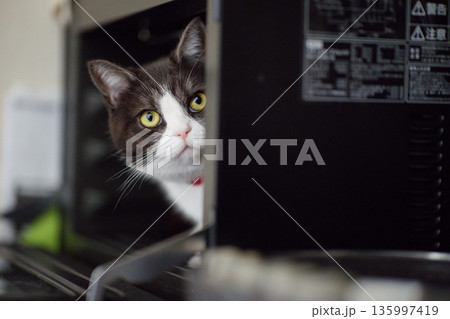 覗く猫 135997419