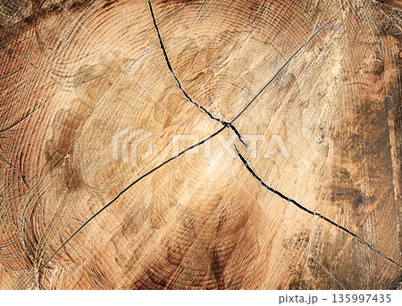 Close-Up Texture of Cracked Wooden Tree Slice Close-Up Texture of Cracked Wooden Tree Slice 135997435