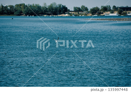 Seagull flying over a calm river with a flock of birds , August 2025 135997448