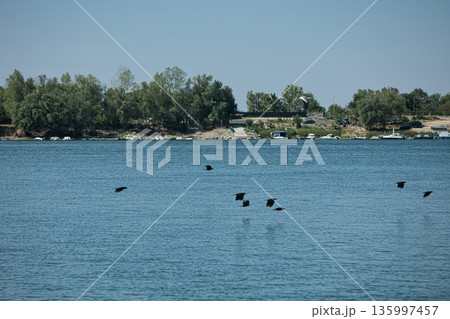 Seagull flying over a calm river with a flock of birds , August 2025 135997457