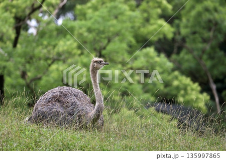 草の上に座り休むメスのダチョウ 135997865