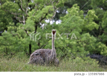 草むらに座り叫ぶメスのダチョウ 135997866