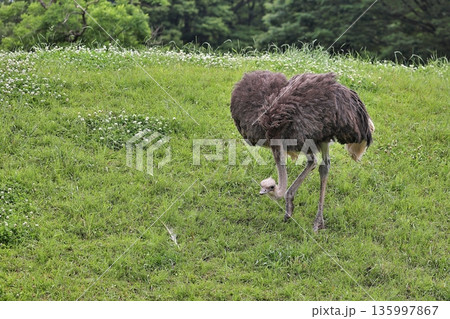 首を下げて歩くメスのダチョウ 135997867