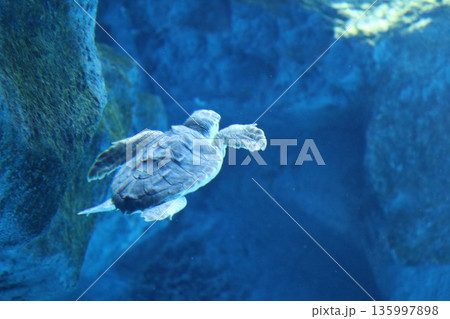 【兵庫県】神戸須磨シーワールド(須磨海浜水族館) 【兵庫県】神戸須磨シーワールド(須磨海浜水族館) 135997898