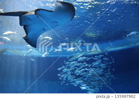 【兵庫県】神戸須磨シーワールド(須磨海浜水族館) 【兵庫県】神戸須磨シーワールド(須磨海浜水族館) 135997902