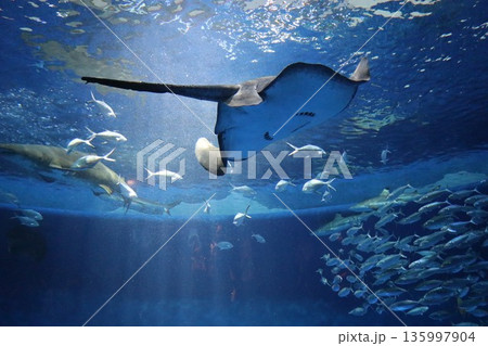 【兵庫県】神戸須磨シーワールド(須磨海浜水族館) 【兵庫県】神戸須磨シーワールド(須磨海浜水族館) 135997904