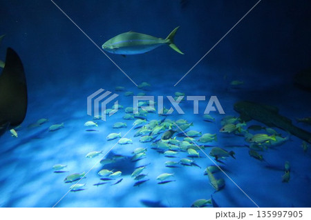 【兵庫県】神戸須磨シーワールド(須磨海浜水族館) 【兵庫県】神戸須磨シーワールド(須磨海浜水族館) 135997905