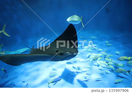 【兵庫県】神戸須磨シーワールド（須磨海浜水族館） 135997906