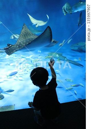 【兵庫県】神戸須磨シーワールド(須磨海浜水族館) 【兵庫県】神戸須磨シーワールド(須磨海浜水族館) 135997907