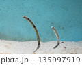 《水族館》チンアナゴ ペア 135997919