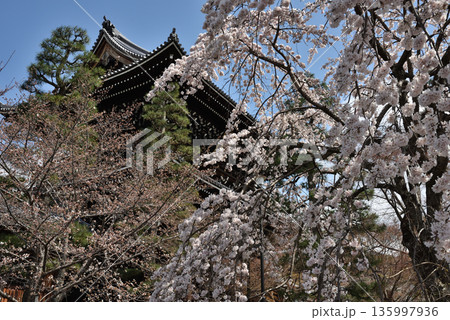 金戒光明寺 サクラと山門(京都市左京区) 金戒光明寺 サクラと山門(京都市左京区) 135997936