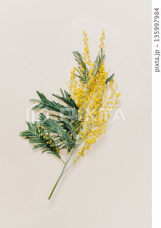 Beautiful Mimosa flowers on light grey background. Beautiful Mimosa flowers on light grey background. 135997984