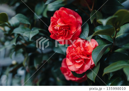 Beautiful pink Camellia flowers in a garden. Beautiful pink Camellia flowers in a garden. 135998010
