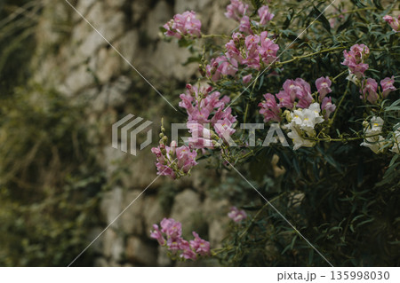 Beautiful Snapdragon flowers ( Antirrhinum tortuosum) on a street of Dubrovnik old town. Beautiful Snapdragon flowers ( Antirrhinum tortuosum) on a street of Dubrovnik old town. 135998030