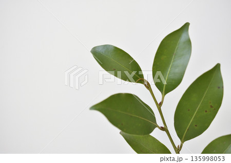 榊 榊 135998053