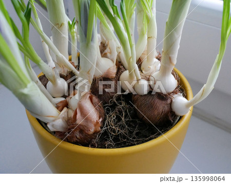 Close-up of crocus bulbs sprouting green shoots in a pot, symbolizing growth, spring planting, gardening, and natural plant development Close-up of crocus bulbs sprouting green shoots in a pot, symbolizing growth, spring planting, gardening, and natural plant development 135998064