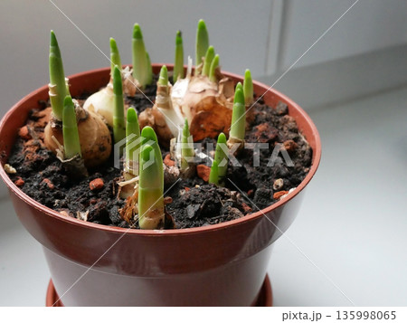 Fresh green bulb sprouts growing in a flower pot on a light window background. Spring gardening, new life, growth, nature, home plants, botanical and seasonal concept Fresh green bulb sprouts growing in a flower pot on a light window background. Spring gardening, new life, growth, nature, home plants, botanical and seasonal concept 135998065
